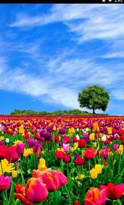花田动态壁纸app下载,花田动态壁纸,壁纸app,动态壁纸app